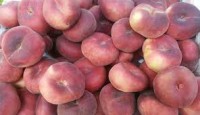 PARAGUAIOS